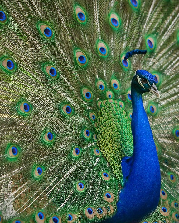 PEACOCK DANCES