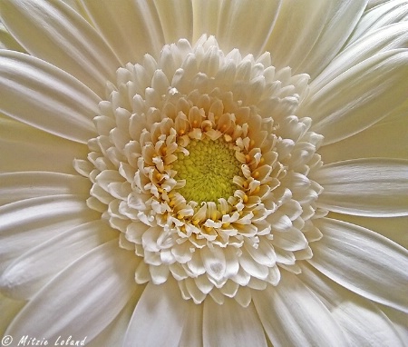 Gerbera