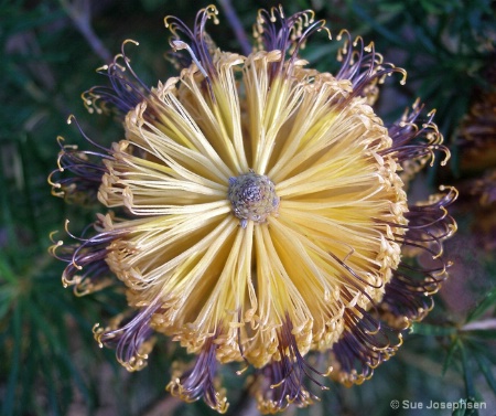 Banksia close up 2