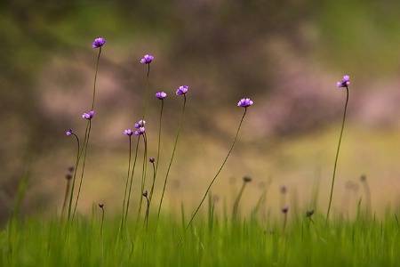 Along the Trail