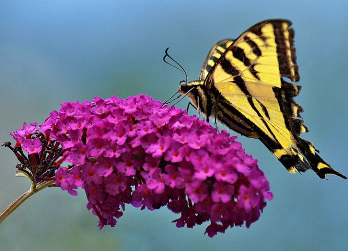 Tiger Swallowtail