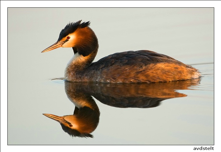 Great Crested Grebe