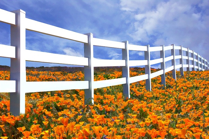 Leona Valley Wild Flowers