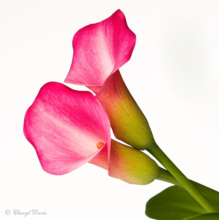 Pretty Pink Lilies