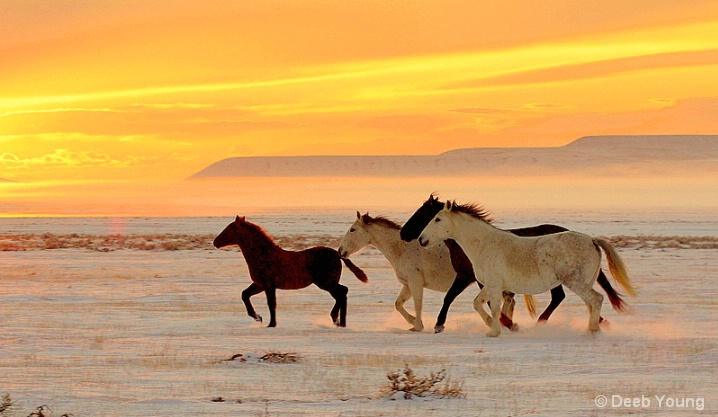 Desert Mustangs at sunset.
