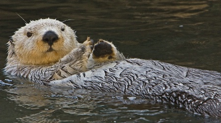 Otter