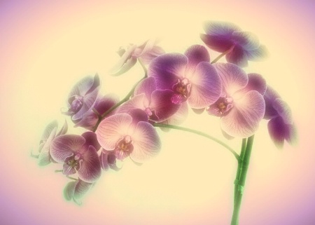  Orchid Fantasy