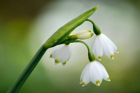 Snow Bells