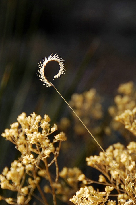 Backlit Grass