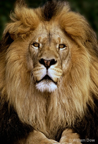 Leo-African Lion-Panthera leo-"Leo" - ID: 5971761 © William Dow