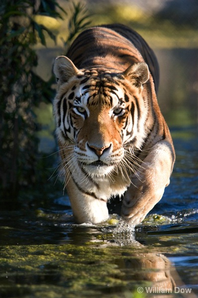 Stalking Tiger Panthera tigris-"Sabu" - ID: 5971762 © William Dow
