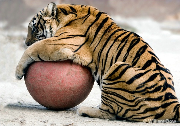 Bengal Tiger-Panthera tigris-"Whitey" - ID: 5971763 © William Dow