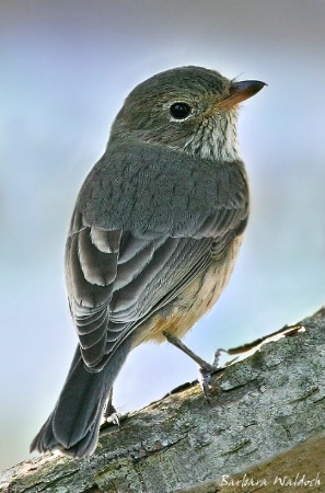 Inland Thornbill