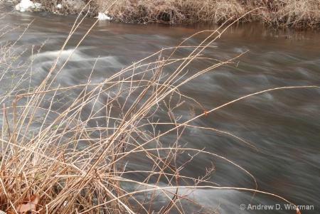 reeds_by_jones_river