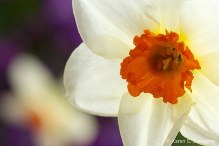 narcissus