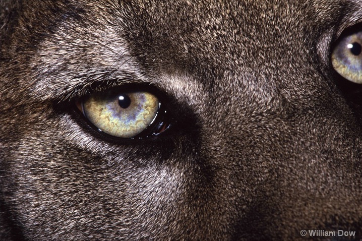 Cougar Eye 02-Felis concolor-"Sheena" - ID: 5991160 © William Dow