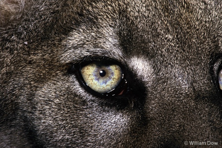 Cougar Eye 01-Felis concolor-"Sheena" - ID: 5991162 © William Dow