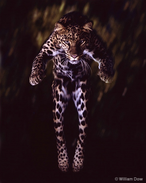 Leaping Leopard Panthera pardus-"Bagheera" - ID: 5991164 © William Dow
