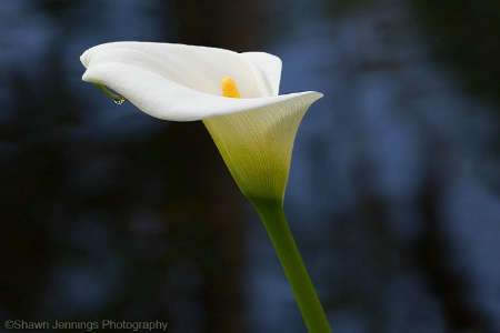 - Cala Lily -