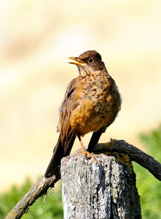 Falklands Thrush