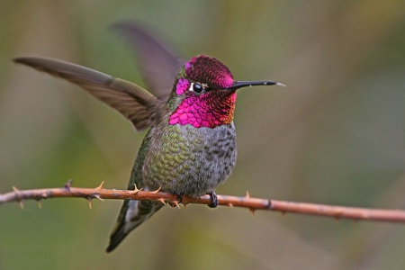 Anna's Hummingbird