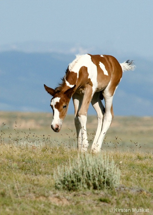 Mustang Pinto Colt