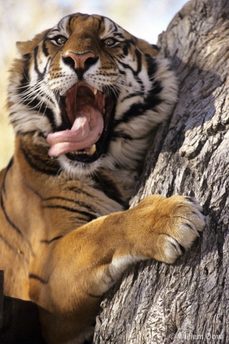 Bengal Tiger Flehming-Panthera tigris - ID: 6008732 © William Dow