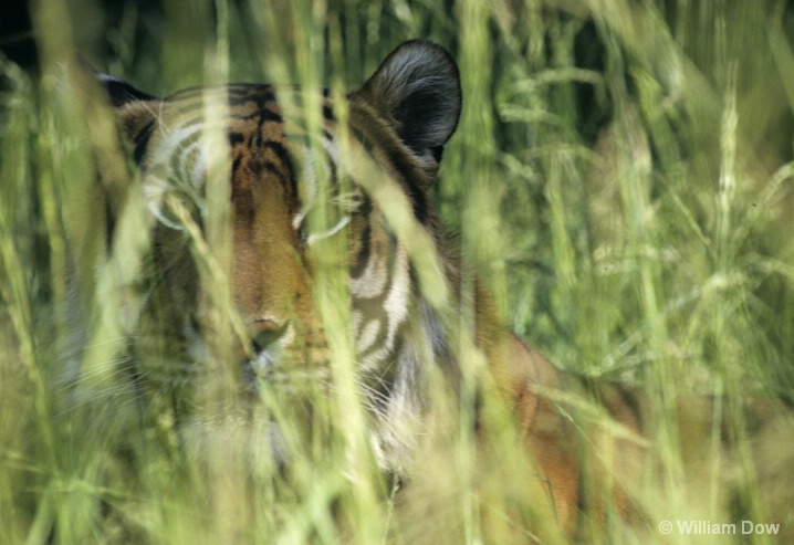 Bengal Tiger in Grass-Panthera tigris - ID: 6008737 © William Dow