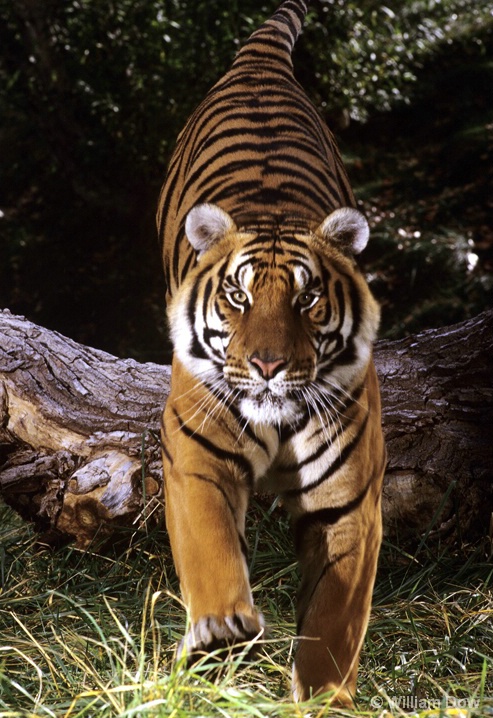 Leaping Bengal Tiger 01-Panthera tigris - ID: 6008742 © William Dow