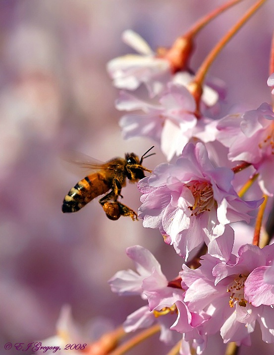 Flight of the Bumblebee