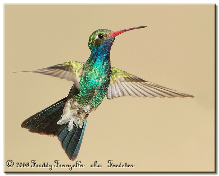 Broad Billed Hummingbird - ID: 6016884 © Frederick A. Franzella