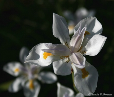 Narrow depth of field