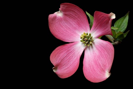 Pink Dogwood 