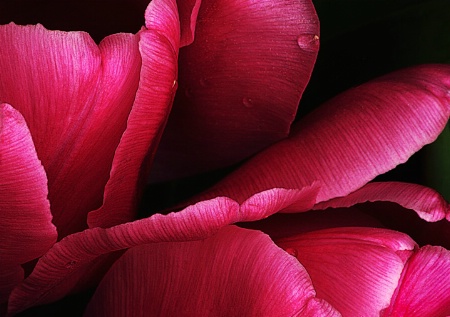 Tulip Petals