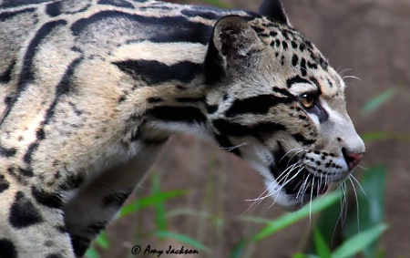 Clouded Leopard