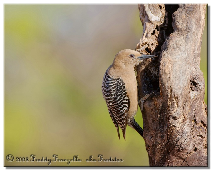 Female Gila Woodpecker - ID: 6064109 © Frederick A. Franzella