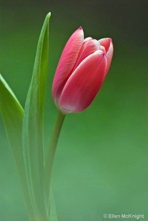 Tulip Shot Through Baby's Breath