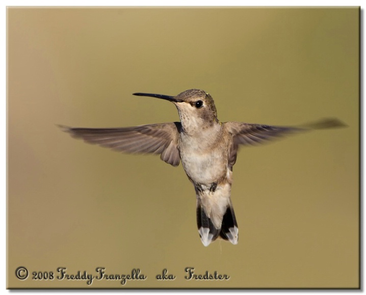 Female  Black  Throated  Hummingbird - ID: 6083148 © Frederick A. Franzella