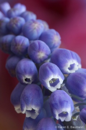 grape hyacinth