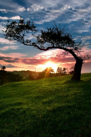 Lone Tree 2