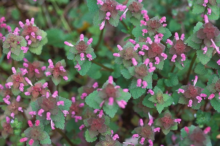 Mystery Flowers?