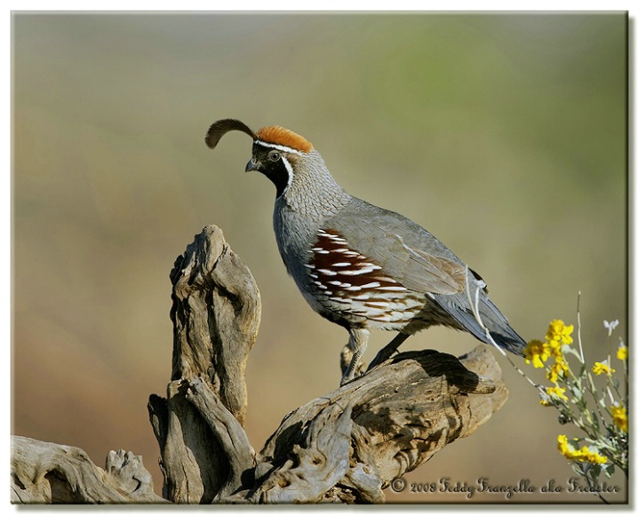 Gamble's Quail - ID: 6144713 © Frederick A. Franzella