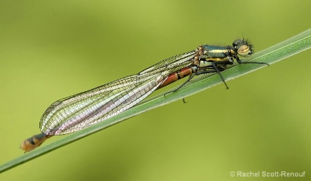 damselfly