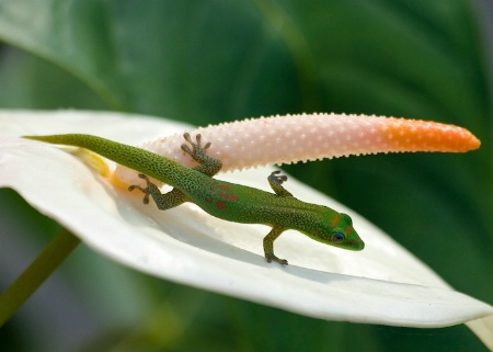 Gold Dust Gecko -  Phelsuma laticauda 