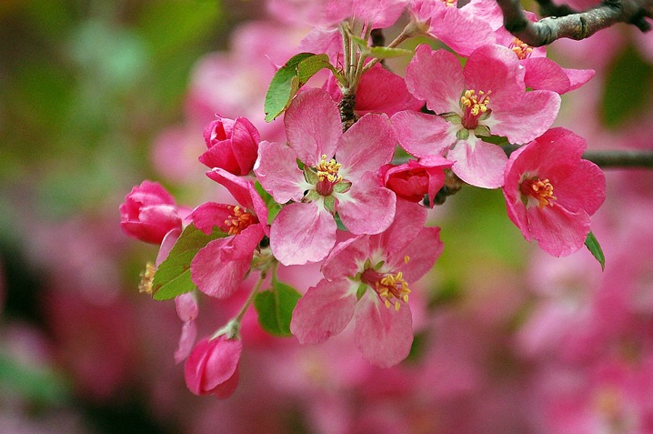 ~Crabapple Pink~