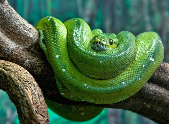 Green Tree Python.