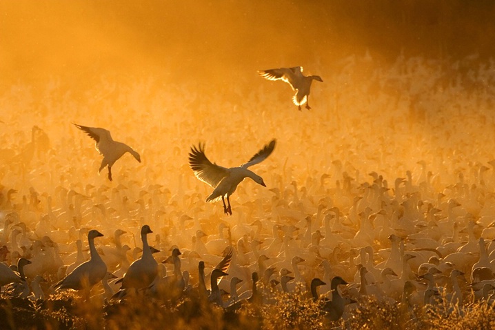 "Geese in the Corn Dust"