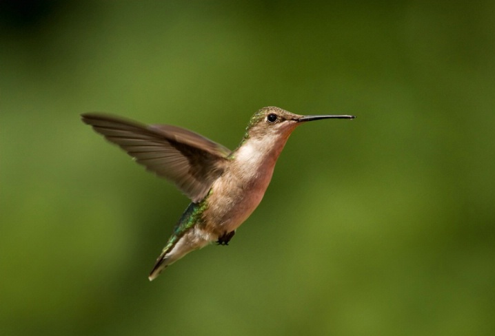 hummingbird 5 - ID: 6243783 © Michael Cenci