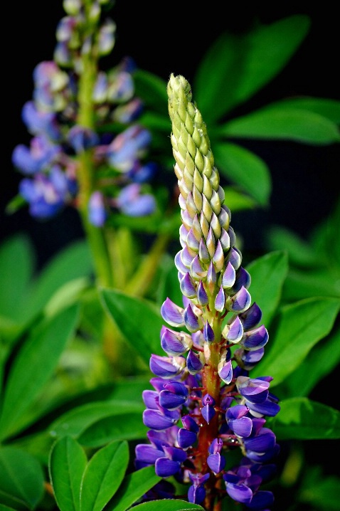 Cape Breton Lupins