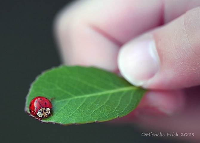 Little Ladybug